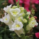 Snapdragon Flower Seeds- Floral Showers F1 – 1000 Seed- White – Annual