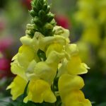 Snapdragon Flower Seeds – Floral Showers F1 – 1000 Seeds – Yellow