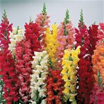 Snapdragon Flower Seeds-Liberty Classic-1000 Seeds-Mix Color-Annual