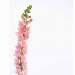 Snapdragon Flower Seeds-Liberty Classic-1000 Seeds-Rose Pink-Annual