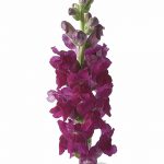 Snapdragon Flower Seeds -Liberty Classic -1000 Seeds -Scarlet -Annual