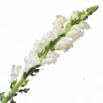 Snapdragon Flower Seeds- Liberty Classic – 1000 Seeds- White – Garden