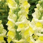 Snapdragon Flower Seeds -Liberty Classic -1000 Seeds -Yellow -Annual