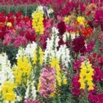 Snapdragon Flower Seeds -Maximum Mix -1 oz -Mix Color -Annual Garden