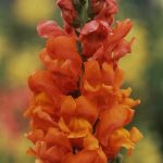 Snapdragon Flower Seeds – Rocket Series F1 -Bronze- Annual Garden