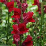 Snapdragon Flower Seeds – Rocket Series F1 -Cherry- Annual Garden