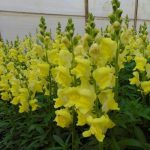 Snapdragon Flower Seeds – Rocket Series F1 -Golden- Annual Garden