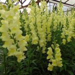 Snapdragon Flower Seeds – Rocket Series F1 -Lemon- Annual Garden