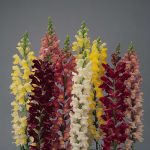 Snapdragon Flower Seeds – Rocket Series F1 -Mix Color- Annual Garden