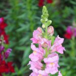 Snapdragon Flower Seeds – Rocket Series F1 -Pink- Annual Garden