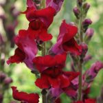 Snapdragon Flower Seeds – Rocket Series F1 -Red- Annual Garden