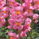 Snapdragon Flower Seeds – Rocket Series F1 -Rose- Annual Garden