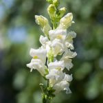Snapdragon Flower Seeds – Rocket Series F1 -White- Annual Garden