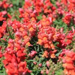 Snapdragon Flower Seeds – Sonnet Series F1 -Bronze- Annual Garden