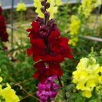 Snapdragon Flower Seeds – Sonnet Series F1 -Burgundy- Annual Garden