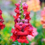Snapdragon Flower Seeds – Sonnet Series F1 -Carmine- Annual Garden