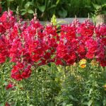 Snapdragon Flower Seeds – Sonnet Series F1 -Crimson- Annual Garden