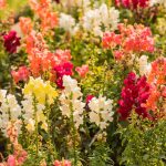 Snapdragon Flower Seeds – Sonnet Series F1 -Mix Colored- Annual Garden