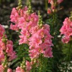 Snapdragon Flower Seeds – Sonnet Series F1 -Pink- Annual Garden