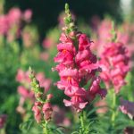 Snapdragon Flower Seeds – Sonnet Series F1 -Rose- Annual Garden