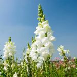 Snapdragon Flower Seeds – Sonnet Series F1 -White- Annual Garden