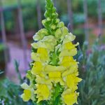 Snapdragon Flower Seeds – Sonnet Series F1 -Yellow- Annual Garden