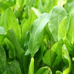 Microgreens Seeds: Large Leaf Sorrel-1 Lb-Bulk Wholesale-Micro Herbs