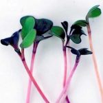 Mix, Spicy Salad Microgreens Seeds- 4 Oz Seed Bag- Grow Micro Greens