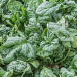 Bloomsdale Spinach Seeds – Long Standing – 5 Lbs Bulk – Heirloom