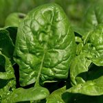 Giant Nobel Spinach Seeds -5 Lb Bulk Seed -Heirloom-Slow Bolt Garden