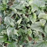 Viroflay Spinach Garden Seeds- 5 Lbs Bulk -Non-GMO, Heirloom Vegetable