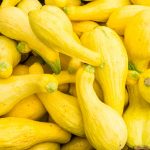 Crookneck Summer Squash Garden Seeds – 4 Oz – Heirloom, Vegetable