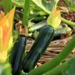 Black Beauty Zucchini Summer Squash Garden Seeds – 1 Oz – Vegetable