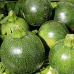 Eight Ball Hybrid Zucchini Summer Squash Garden Seeds – 100 Seeds