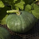 Sweet Meat Winter Squash Garden Seeds-5 Lb Bulk – Heirloom, Non-GMO