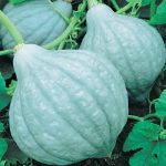 Blue Hubbard Winter Squash Garden Seeds – 5 Lbs Bulk – Heirloom