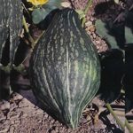 Green Hubbard Winter Squash Garden Seeds – 1 Oz- Vegetable Gardening
