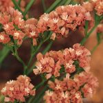 Statice Flower Garden Seeds -QIS Series -Apricot -1000 Seeds -Annual