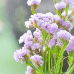 Statice Flower Garden Seeds -QIS Series -Lavender -1000 Seeds -Annual