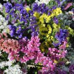 Statice Flower Garden Seeds -QIS Series -Color Mix -1000 Seeds -Annual
