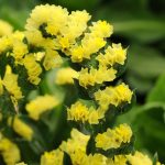 Statice Flower Garden Seeds- QIS Series – Yellow – 1000 Seeds- Annual
