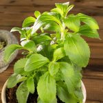 Stevia Sweet Herb Plant Seeds – 100 Seeds – Non-GMO, Heirloom Herbal