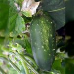 Straight Eight Cucumber Garden Seeds – 1 Lb – Non-GMO, Heirloom