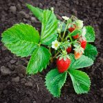 Strawberry Fruit Garden Seeds -Berri Basket White Hybrid-100 Seeds