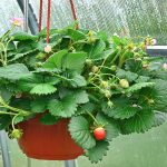 Strawberry Fruit Garden Seeds-Berries Galore Hybrid Pink-Fruit Non-GMO