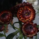 Strawflower Flower Garden Seeds- Tall Double Mix – 1 Oz – Annual Straw