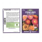 Strawflower Flower Garden Seeds-Tall Double Mix-600 mg Packet – Annual