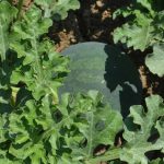 Watermelon Garden Seeds – Sugar Baby – 1 Lbs Bulk – Non-GMO, Heirloom