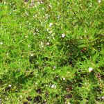 Savory Herb Garden Seeds – Summer Savory – 1 Lb – Non-GMO, Heirloom