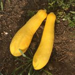 Early Prolific Straightneck Summer Squash Garden Seeds -4 Oz -Heirloom